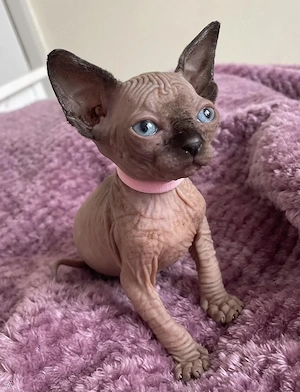 Pisicuțe Sphynx disponibile