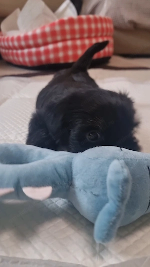  Cookie își caută familia perfectă Yorkshire Terrier Mini Toy 2 luni - imagine 2