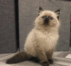 Ragdoll.   