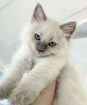 Ragdoll cu ochișori albaștri 