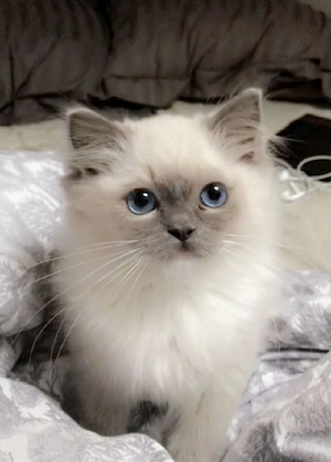 Ragdoll cu ochișori albaștri  - imagine 5