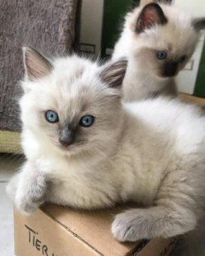 Ragdoll cu ochișori albaștri  - imagine 4
