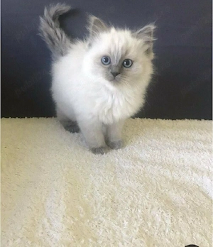 Ragdoll cu ochișori albaștri  - imagine 3