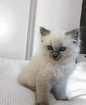Ragdoll cu ochișori albaștri  - imagine 2