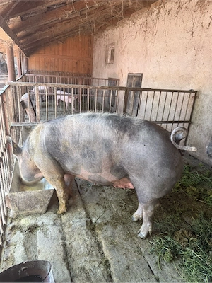 porc de vanzare  - imagine 2