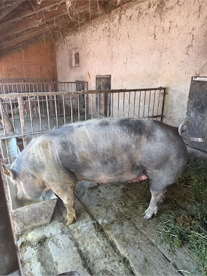 porc de vanzare 