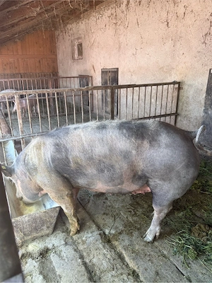 porc de vanzare  - imagine 3
