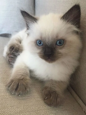 Ragdoll fetita si baietel  - imagine 3