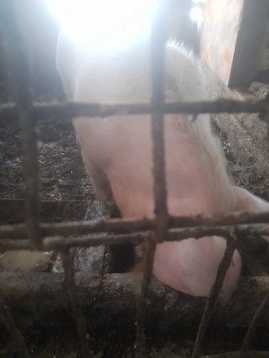 purcea cauta casa