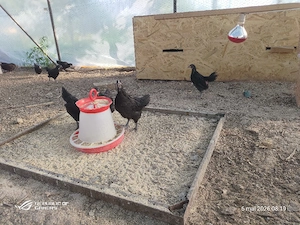 pui de australorp negru