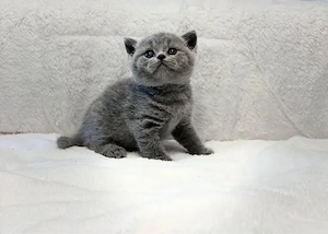 British shorthair fetita