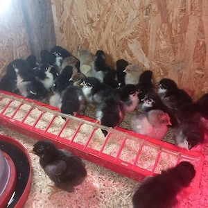 Vand pui australorp pe negru