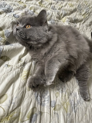 British Longhair Blue pentru m o n t ă - imagine 4