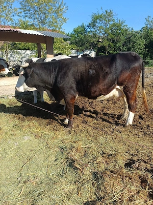 vaca de vânzare 