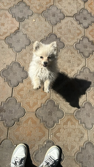 Pomeranian fetita 