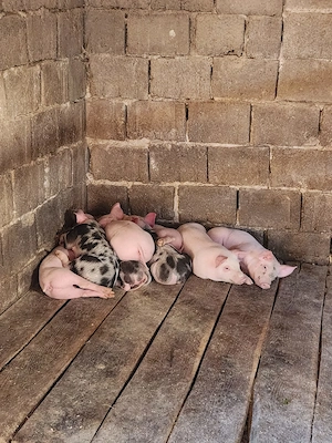 Vând purcei 8 săptămâni 