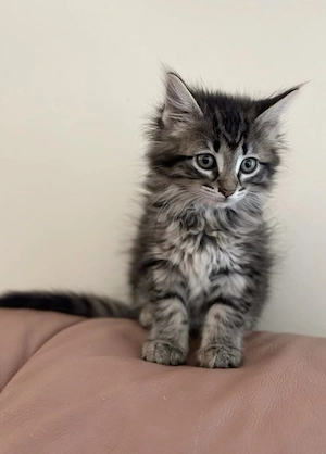 Maine coon fetita 