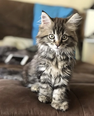 Fetite maine coon