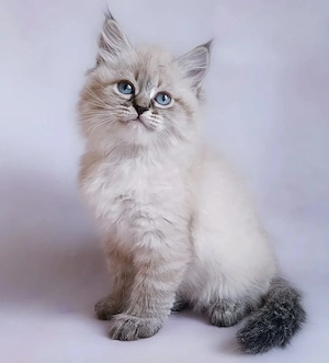 Ragdoll fetita superba  - imagine 2