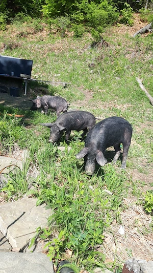 Porci iberici