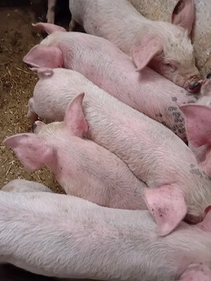 soldanei 12 săptămâni 365 lei