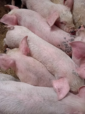 purcei 11 săptămâni 290 lei - imagine 5