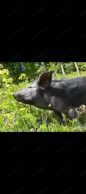 Porci iberici - imagine 3