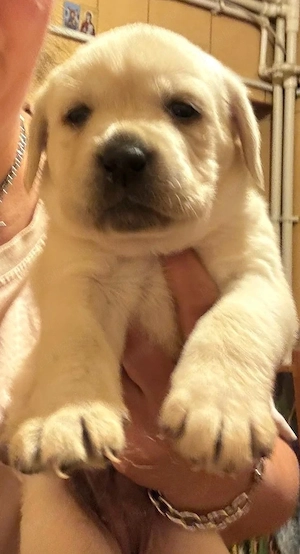 pui labrador auriu 