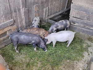 Purecii de vânzare în satul Rași!