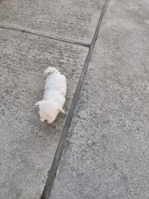 Bichon Maltes  - imagine 3