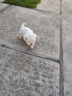 Bichon Maltes 