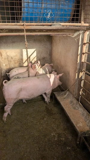 Porci de vânzare - imagine 2