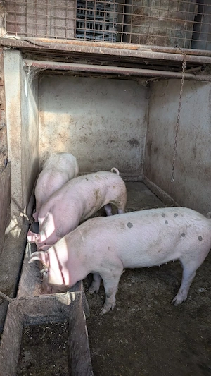 Porci de vânzare - imagine 3