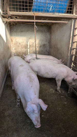 Porci de vânzare