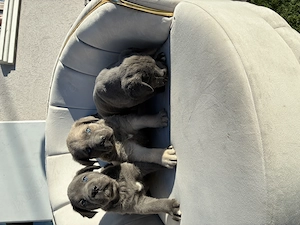Cane corso blue ochii albaștri  - imagine 3
