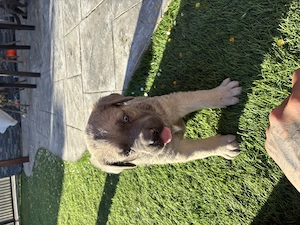 Cane corso blue ochii albaștri  - imagine 2