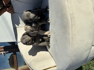 Cane corso blue ochii albaștri  - imagine 5