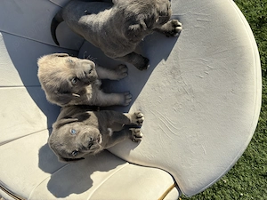Cane corso blue ochii albaștri  - imagine 4