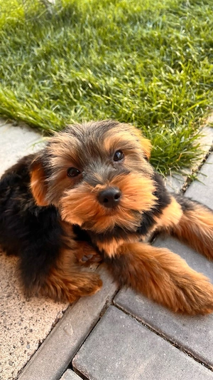 yorkshire terrier - imagine 2