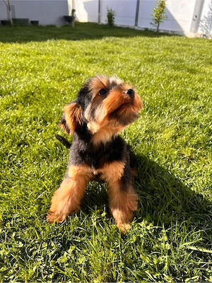 yorkshire terrier