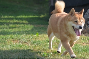 Shiba -Inu - imagine 2