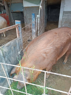 Vând Scroafa și porci (Duroc) - imagine 4