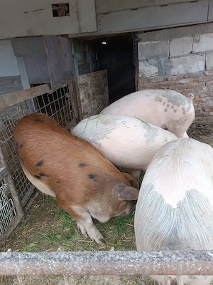 Vând Scroafa și porci (Duroc) - imagine 3