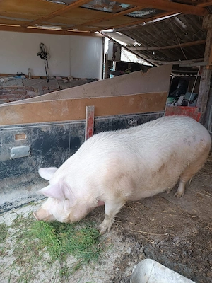 Vând Scroafa și porci (Duroc)