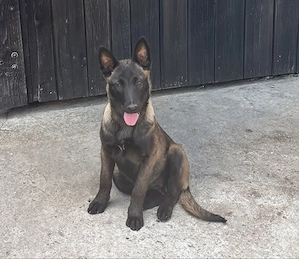 Femela Ciobanesc Belgian   Malinois