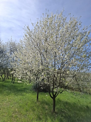 Casă la țară cu livadă   liniște, natură și amintiri din copilărie   Dăbâca