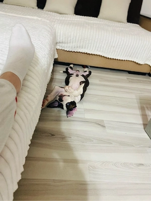 Amstaff Mascul