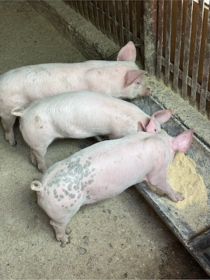 Purcei de vanzare
