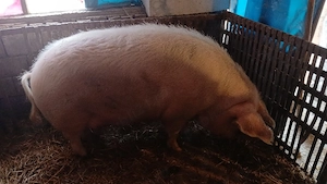 vand porc mare 
