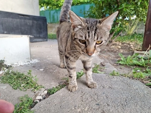 Ofer spre adopție pui de pisică tigrată în Timișoara  - imagine 3